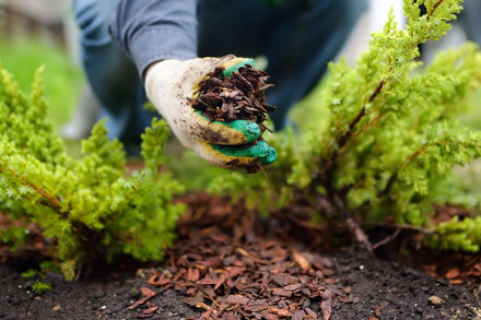 The Magic of Mulching: How Mulch Can Improve Soil Health