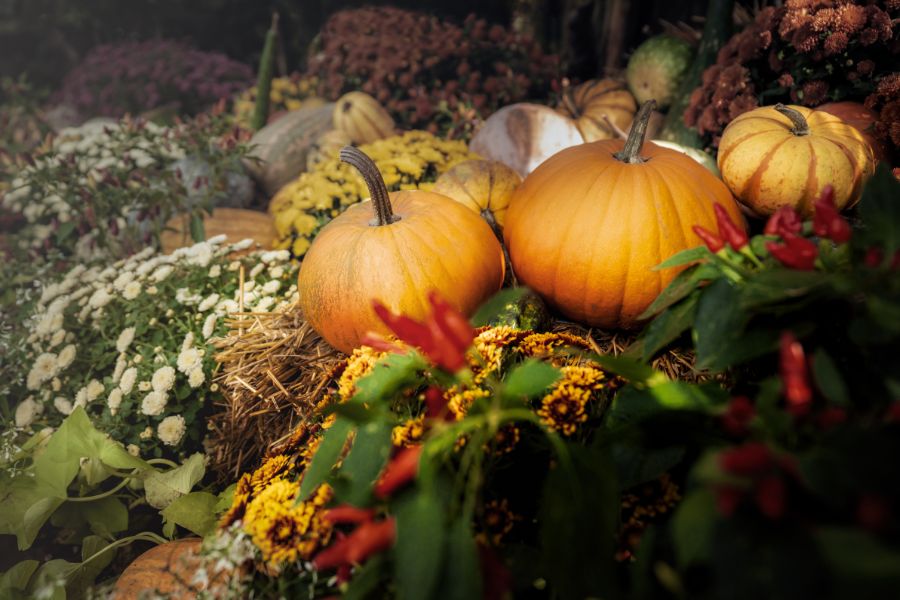 October Event - Capture the Spookiest Garden!