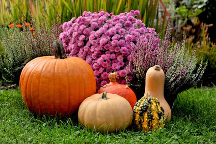 From Harvest to Hibernate: Fall Gardening Tips for a Thriving Garden