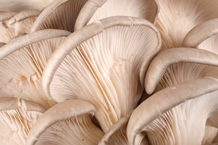March Event - From Garden to Table, Homegrown Mushrooms