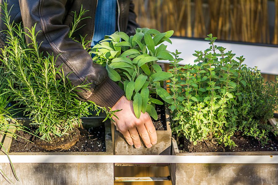 Herb Gardening: Tips for Growing and Using Fresh Herbs