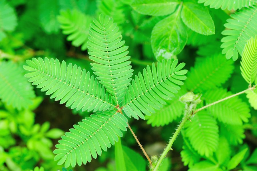 The Sensitive Plant: How to Grow and Care for Mimosa Pudica