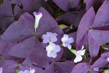 How to Grow Oxalis Triangularis(Purple Shamrock)