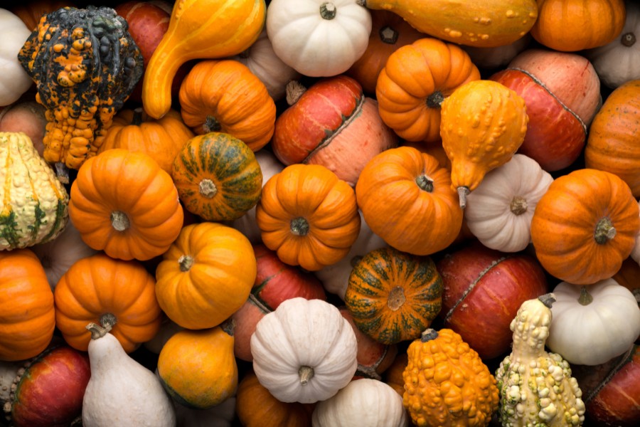 Pumpkin Paradise: Creative Uses for Your Harvested Pumpkins
