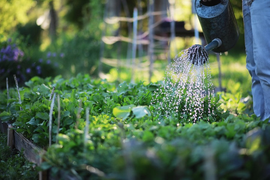 Water-Wise Gardening: Tips for Conserving Water and Drought-Proofing Your Garden