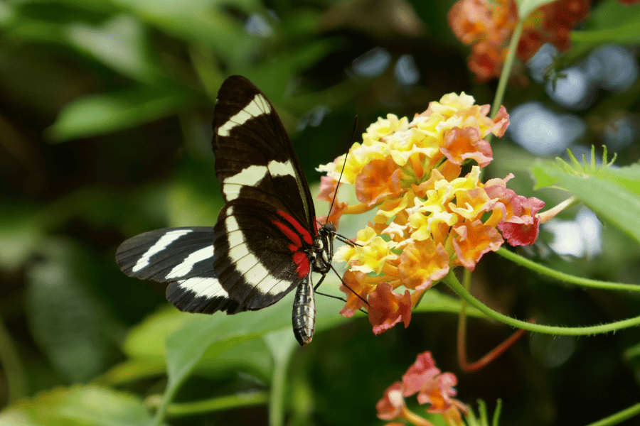 Pollinator Garden: How to Create an Enchanting Butterfly Garden