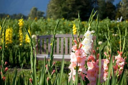 How to Grow Gladiolus