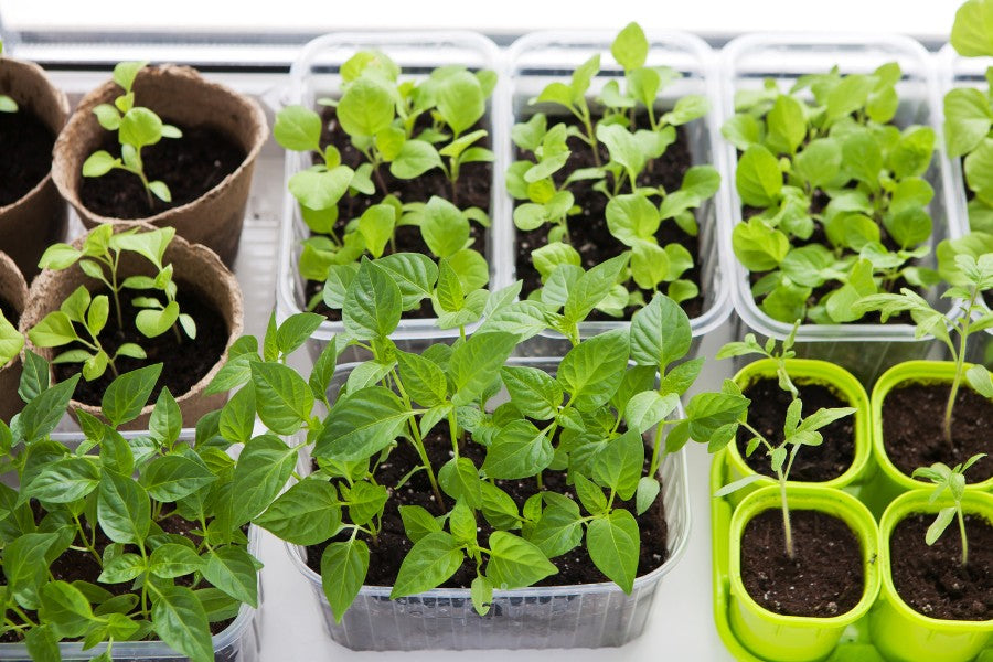 Indoor Gardening for the Winter: Easy Herbs and Greens to Grow Inside   LUSH & DEW