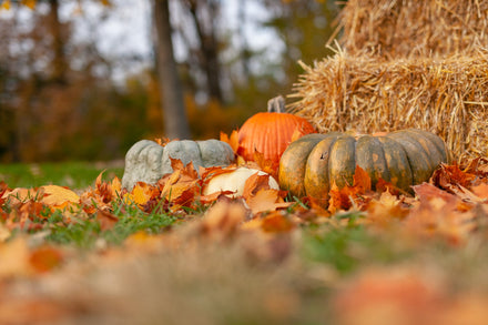 October Event - Homegrown Pumpkins for a Spooky Season