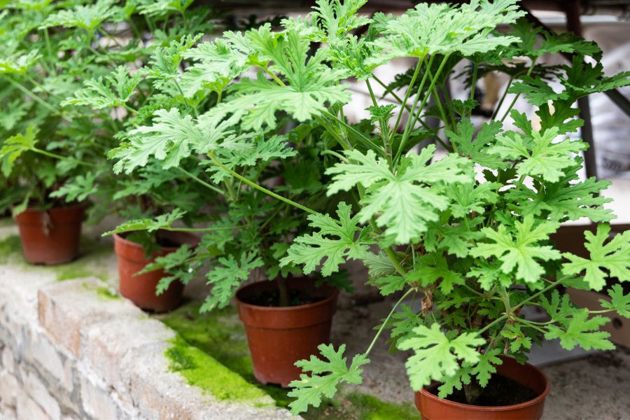Enjoy Your Garden Without the Bites: 15 Best Plants for Natural Mosquito Repellent