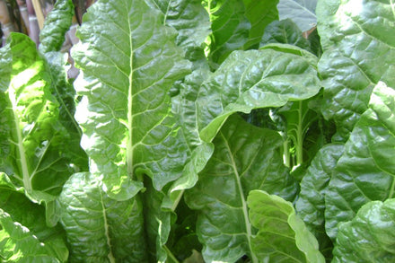 How to Grow and Care for Spinach