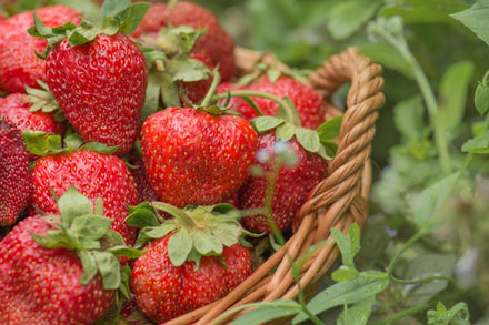 How to Grow Strawberries