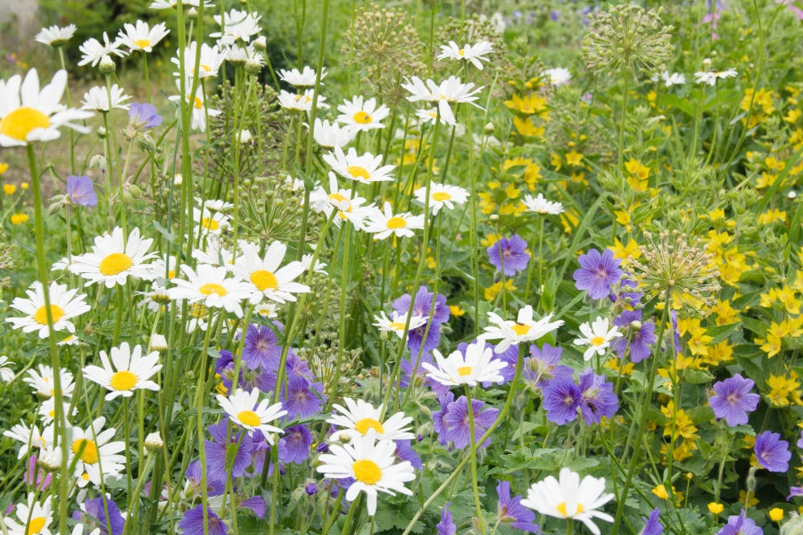 Best Heat and Drought Tolerant Plants for Summer Gardens | LUSH & DEW