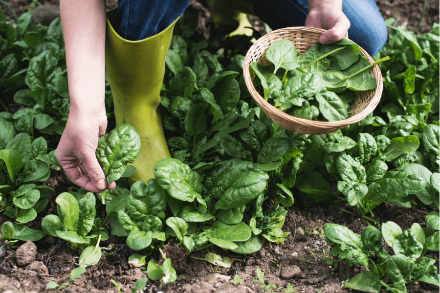 From Seed to Sustainability: Eco-Friendly Tips to Reduce Your Carbon Footprint