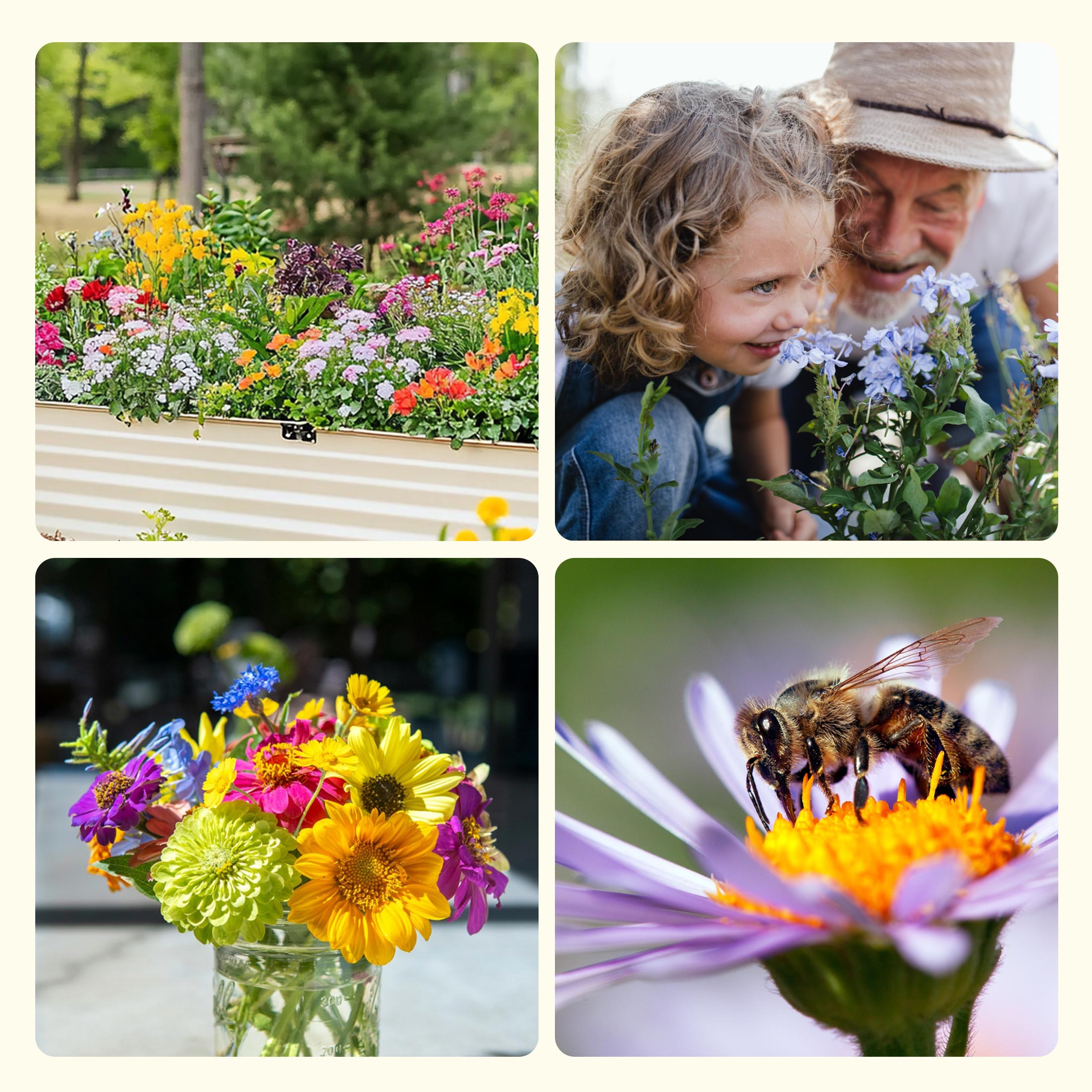 edible flower seeds organic Edible Flower Seed Bank with Almanac 2026 – 32 Non-GMO Varieties
