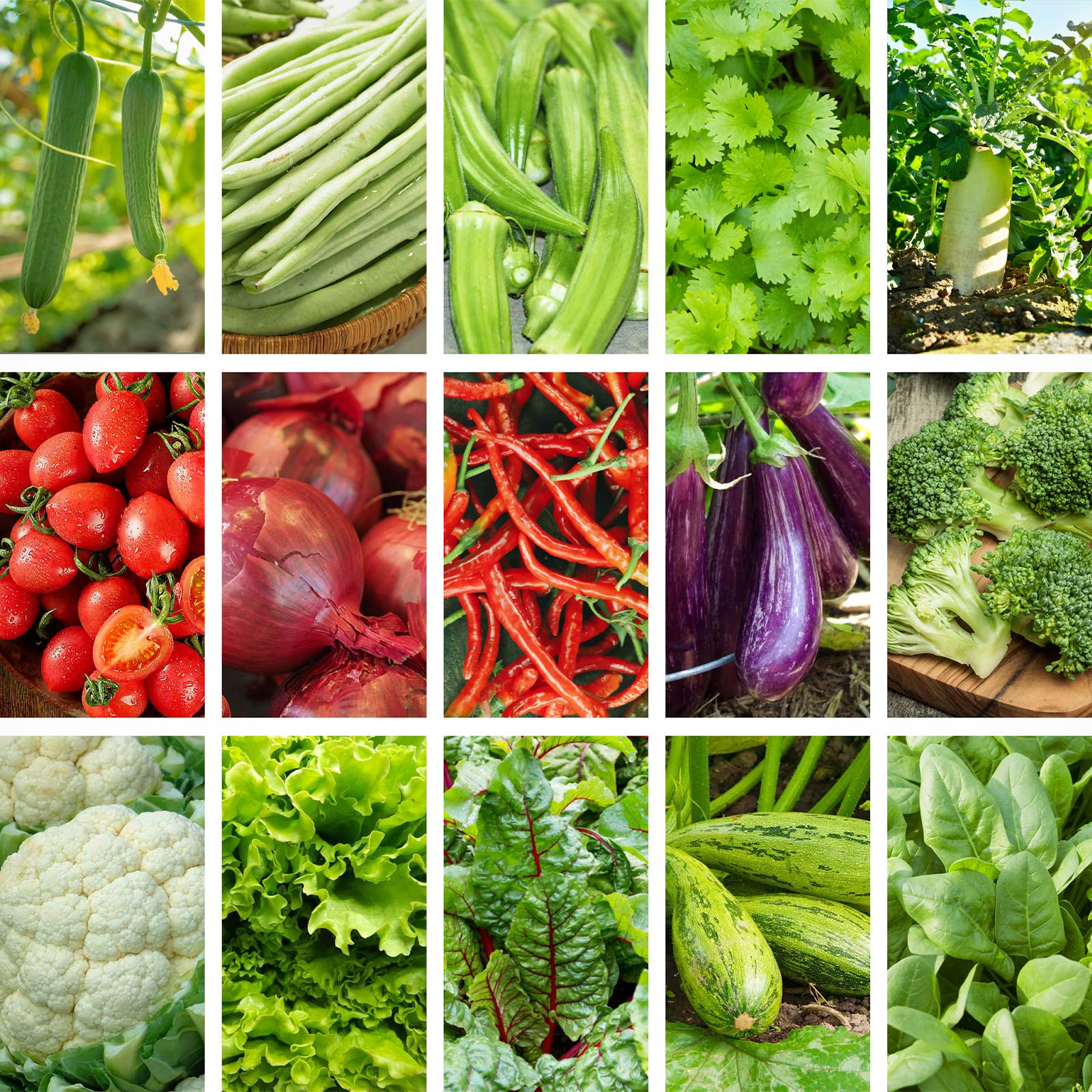 organic seeds garden Year-Round Salad Garden Seed Kit