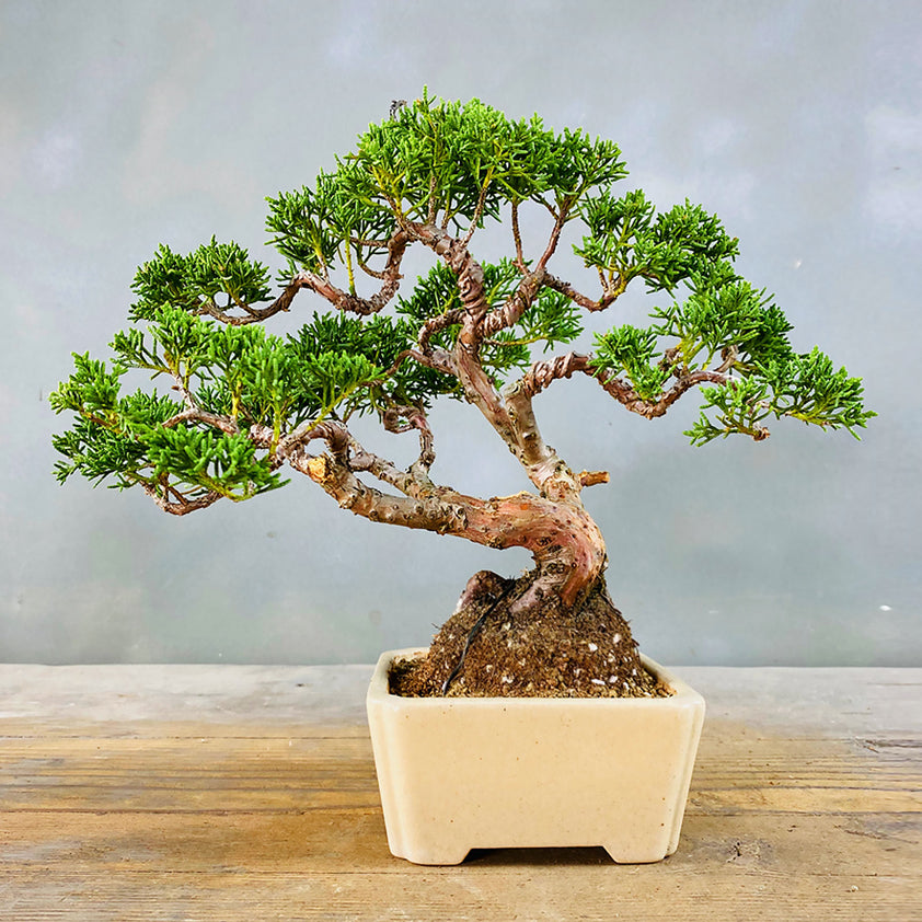 AllinOne Bonsai Tree Seed Bank With Seed Storage Box LUSH & DEW