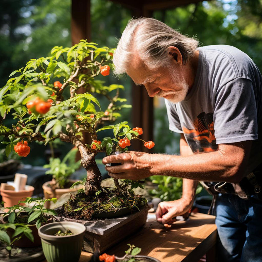 AllinOne Bonsai Tree Seed Bank With Seed Storage Box LUSH & DEW