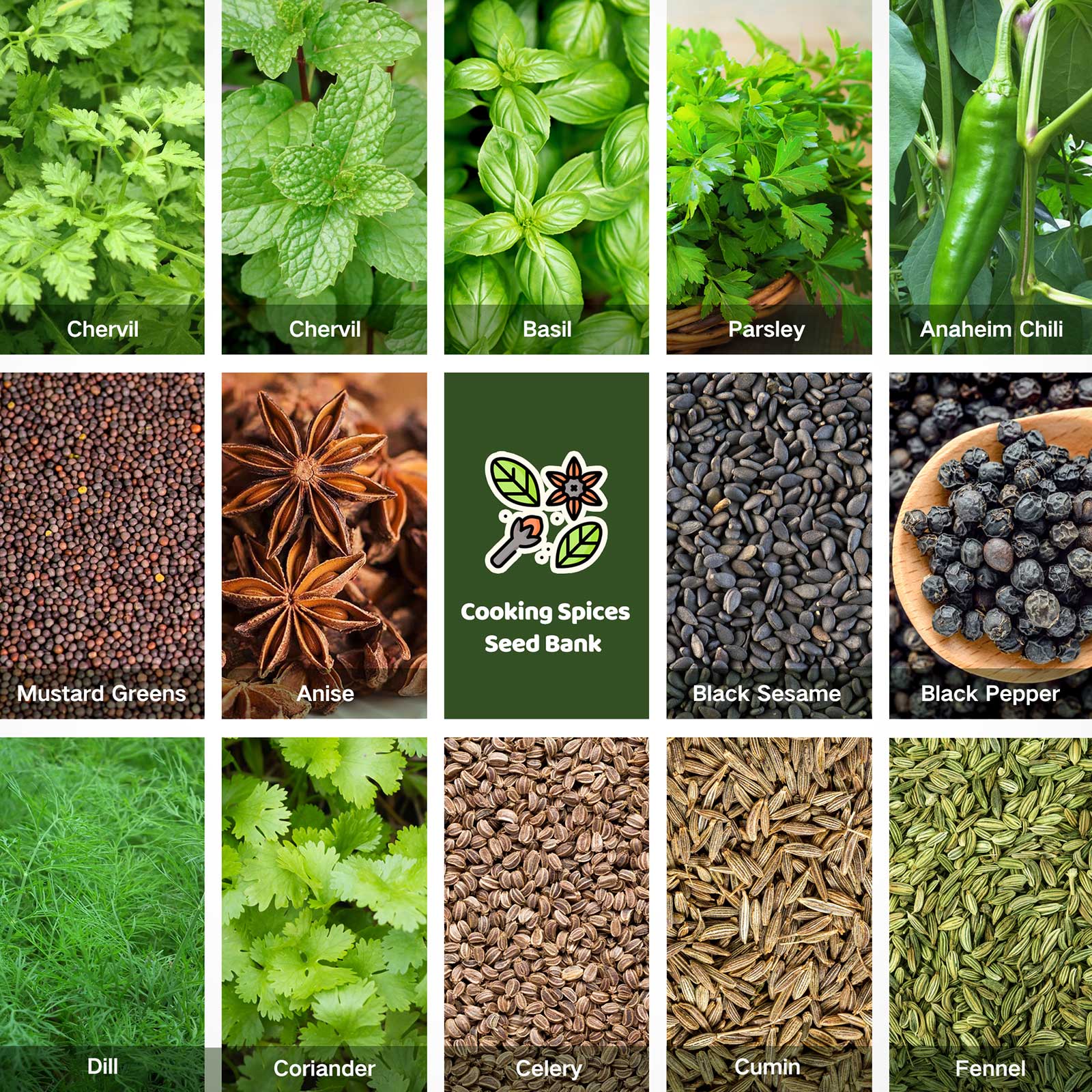 spices seeds for planting Cooking Spices Seed Bank With Seed Storage Box