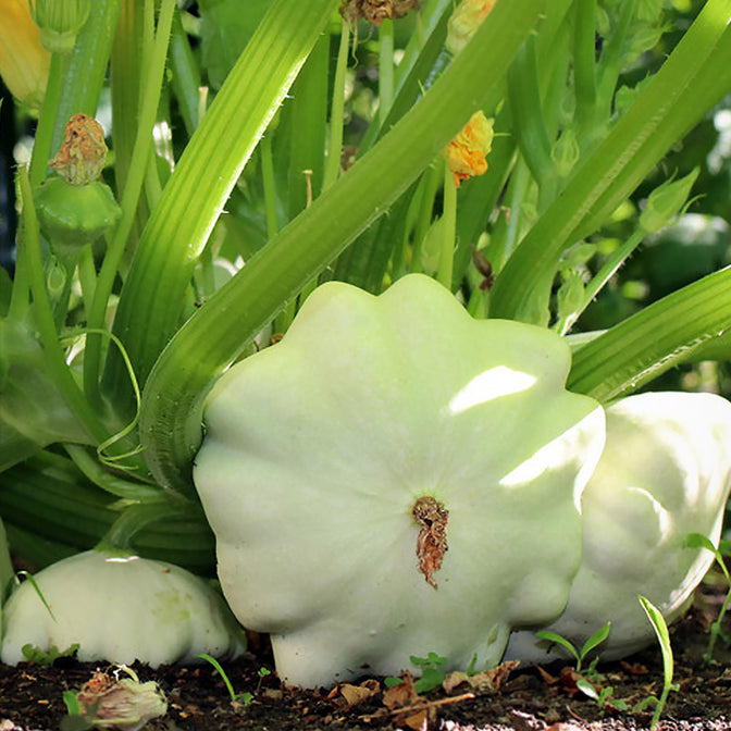 pumpkin seeds to plant near me All-in-One Decorative Pumpkin Seed Bank With Storage Box