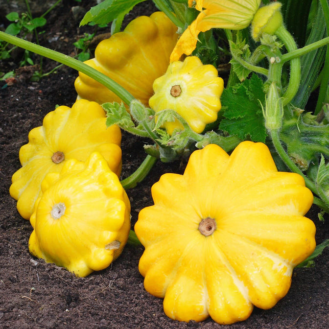 pumpkin seed flower All-in-One Decorative Pumpkin Seed Bank With Storage Box
