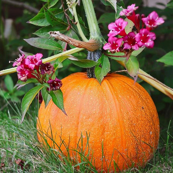 pumpkin seed flower All-in-One Decorative Pumpkin Seed Bank With Storage Box