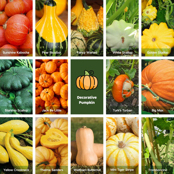 types of pumpkin seeds to plant All-in-One Decorative Pumpkin Seed Bank With Storage Box