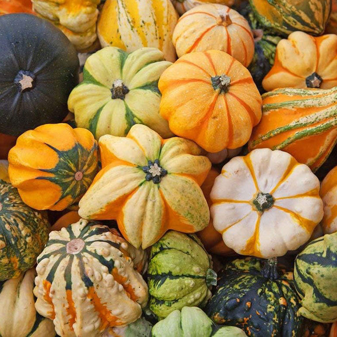pumpkin seed planter for sale All-in-One Decorative Pumpkin Seed Bank With Storage Box