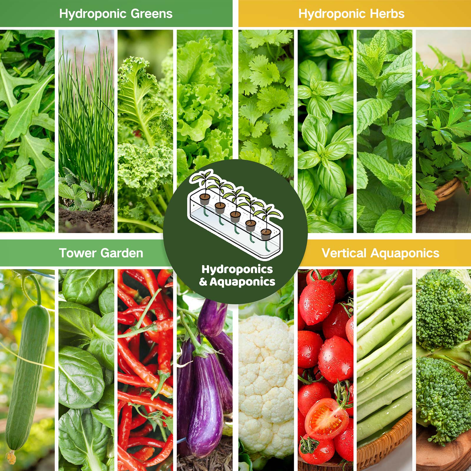 medicinal plants in hydroponics Hydroponics & Aquaponics Seed Bank With Seed Storage Box