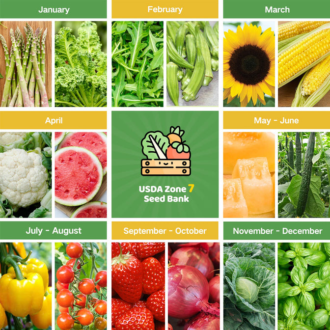Year-Round USDA Zone 7 Seed Bank - 32 Organic Seed Varieties