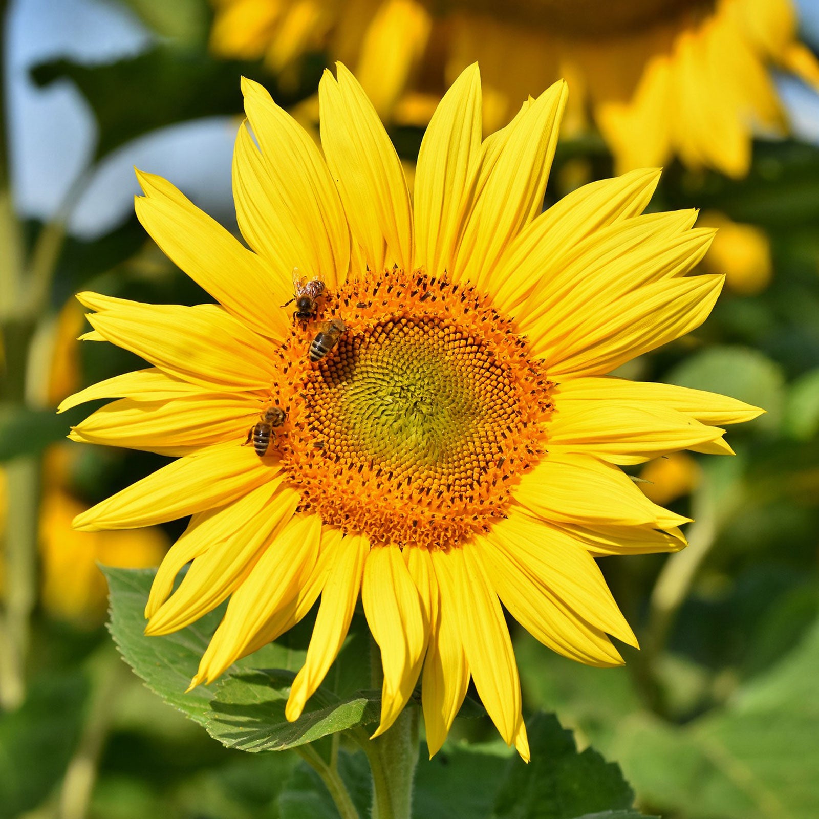 free bee garden seeds All-in-One Save the Bees Garden Seed Bank