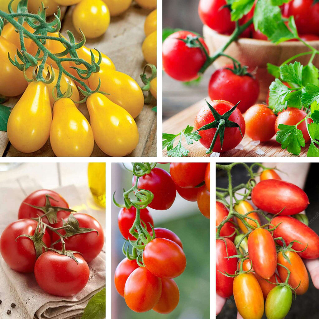 Organic Heirloom Tomato 5-Pack | LUSH & DEW