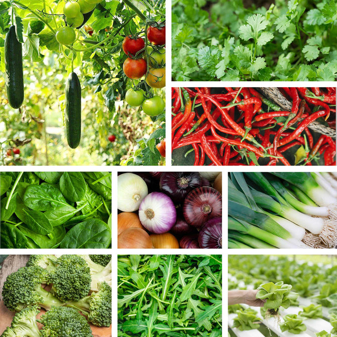 Organic Vegetable Seeds 10-Pack | LUSH & DEW
