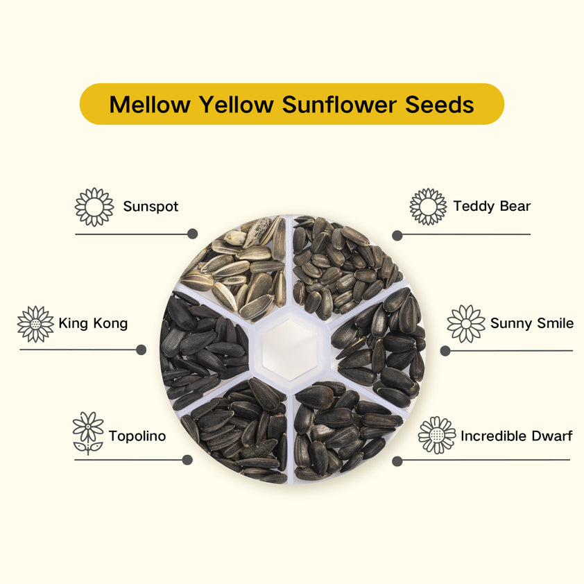 Vibrant Sunflower Kaleidoscope Seed Kit 12 Varieties LUSH & DEW